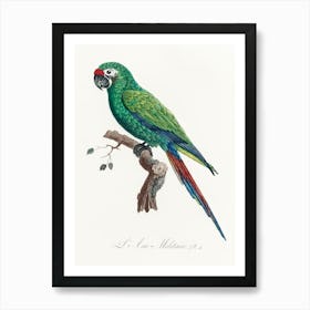 Military Macaw, From Natural History Of Parrots, Francois Levaillant Art Print