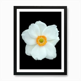 White Flower Isolated On Black Background Art Print