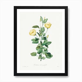 Reduta Heterophylla, Pierre Joseph Redouté Art Print