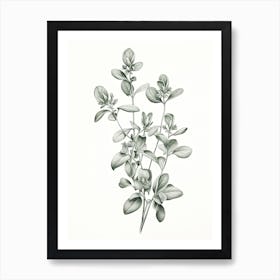 Oregano Vintage Botanical Herbs 3 Art Print