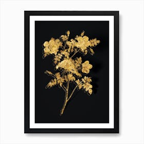 Vintage White Candolle's Rose Botanical in Gold on Black n.0036 Art Print