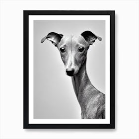 Italian Greyhound B&W Pencil Dog Art Print