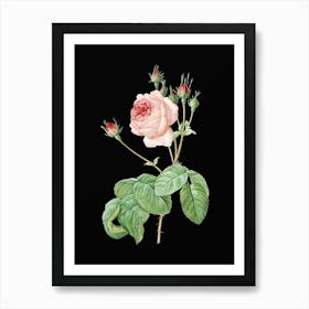 Vintage Cabbage Rose Botanical Illustration on Solid Black n.0632 Art Print