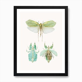Insects VII Art Print