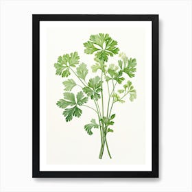 Parsley Vintage Botanical Herbs 1 Art Print