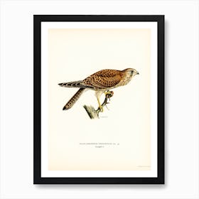 Common Kestrel Female, The Von Wright Brothers Art Print