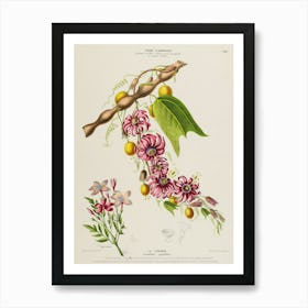 Botanical Illustration Of A Flower 1 Art Print