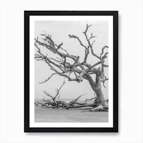 Dead Tree Art Print