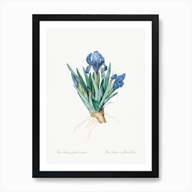 Pygmy Iris Illustration From Les Liliacées, Pierre Joseph Redouté Art Print