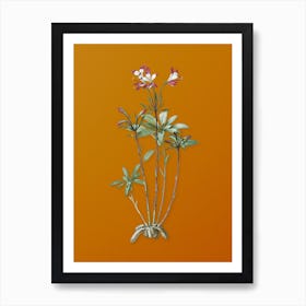 Vintage Lily of the Incas Botanical on Sunset Orange n.0344 Art Print