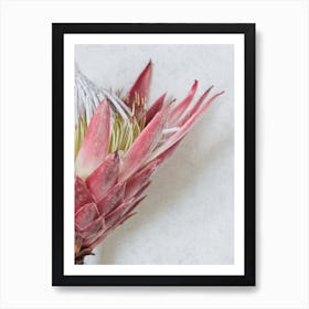 Red King Protea Art Print