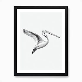 Pelican B&W Pencil Drawing 4 Bird Poster