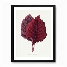 Vintage Botanical Art Print _2643241 Art Print