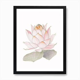 Sacred Lotus Pencil Illustration 2 Art Print