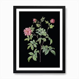 Vintage Cinnamon Rose Botanical Illustration on Solid Black n.0348 Art Print
