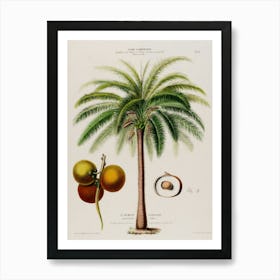 Palm Tree 2 Art Print