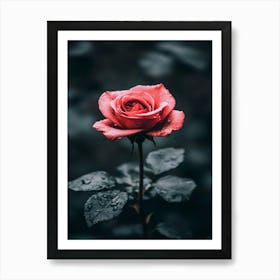 Rose In The Rain 2 Art Print