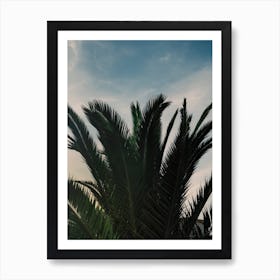 Soft Palms Art Print