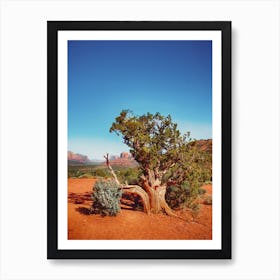 Lonely Tree in Desert's Embrace Art Print