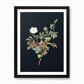 Vintage White Downy Rose Botanical Watercolor Illustration on Dark Teal Blue n.0797 Art Print