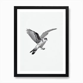 Harrier B&W Pencil Drawing 1 Bird Art Print