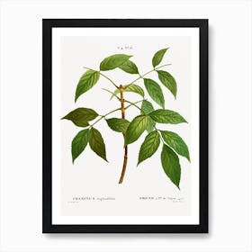 American Ash, Pierre Joseph Redoute Art Print