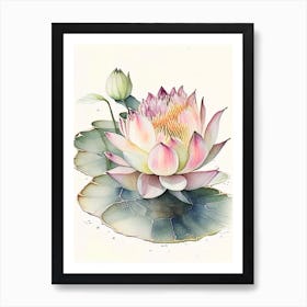 Blooming Lotus Flower In Pond Watercolour Ink Pencil 2 Art Print