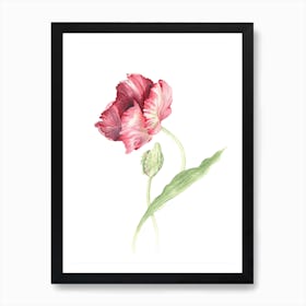 Tulpe Art Print