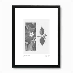 Jasmine Botanical Collage 1 Art Print