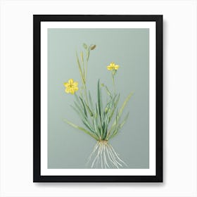 Vintage Yellow Eyed Grass Botanical Art on Mint Green Art Print
