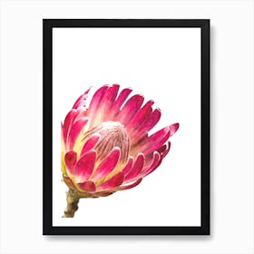 Protea Flower Watercolor Art Print