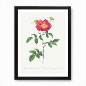 Stapelia French Rose Variety, Pierre Joseph Redoute Art Print
