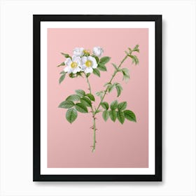 Vintage White Flowered Rose Botanical on Soft Pink n.0628 Art Print