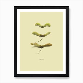 Botanico VIII Art Print