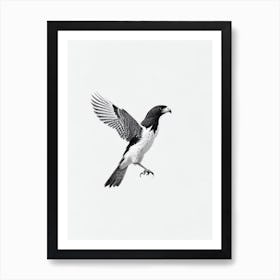 Falcon B&W Pencil Drawing 1 Bird Art Print