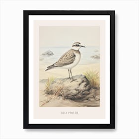 Vintage Bird Drawing Grey Plover 1 Poster Art Print