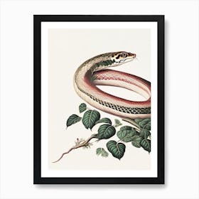 Cape File Snake Vintage Art Print