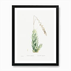 Aloe Fpiralis, Pierre Joseph Redoute Art Print