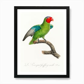 The Red Cheeked Parrot, Male, From Natural History Of Parrots, Francois Levaillant Art Print