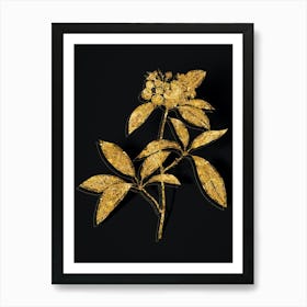 Vintage Mountain Laurel Branch Botanical in Gold on Black n.0577 Art Print
