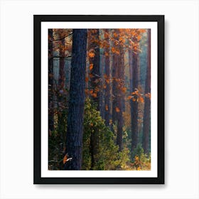 Autumn Forest Photo Art Print