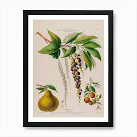 Pear And Plum Art Print