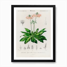 Dodecatheon Meadia, Charles Dessalines D' Orbigny Art Print