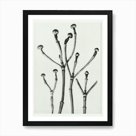 Box Wood Of North America, Flowering Dogwood (1928), Karl Blossfeldt Art Print