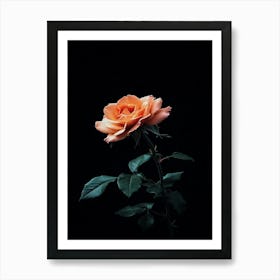 Dark Rose 65 Art Print