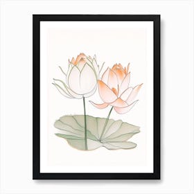 Double Lotus Pencil Illustration 6 Art Print