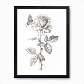 English Rose Butterfly Line Drawing 2 Art Print