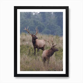 Pair Of Elk Art Print