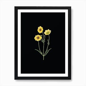 Vintage Perennial Dyer's Coreopsis Flower Botanical Illustration on Solid Black n.0960 Art Print