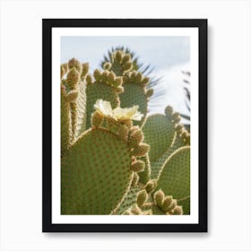 Blooming Cactus Plant Art Print